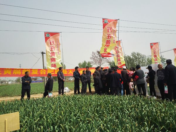 培肥养地夺高产 不妨试试黄腐酸 ——91香蕉APP下载新肥科技有限公司河南睢县大蒜观摩会